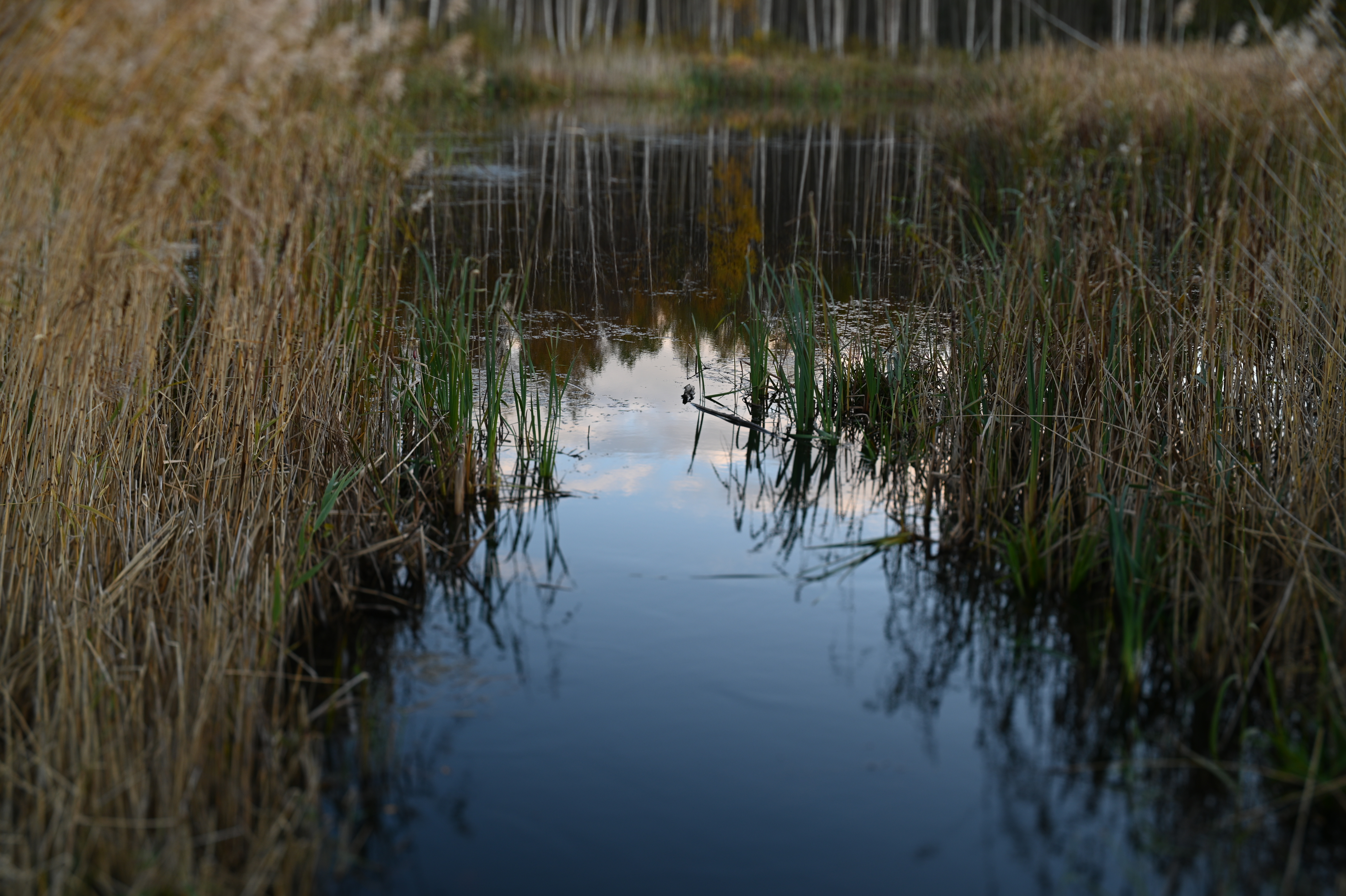 2025/10/18 - walk/DSC_0206.JPG